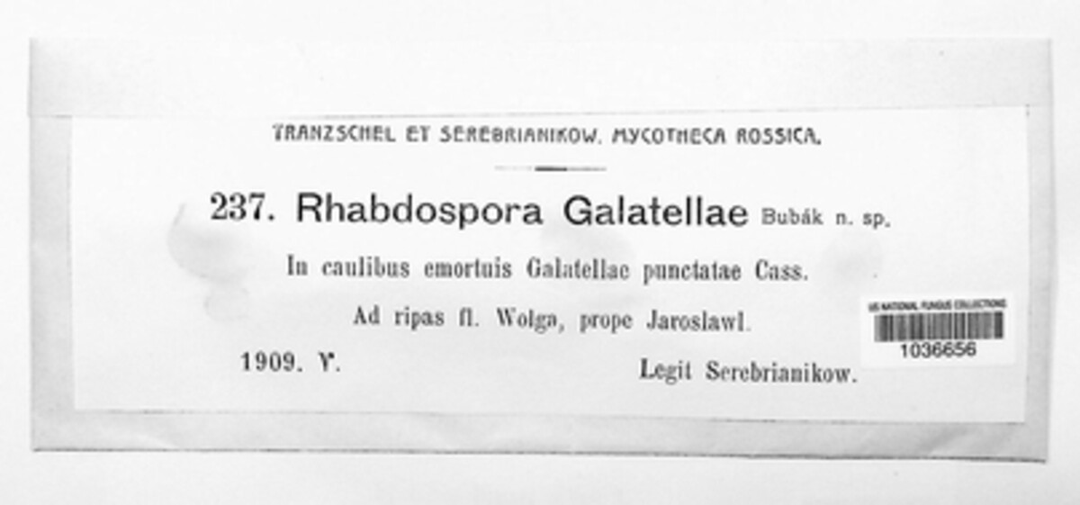 Rhabdospora galatellae image
